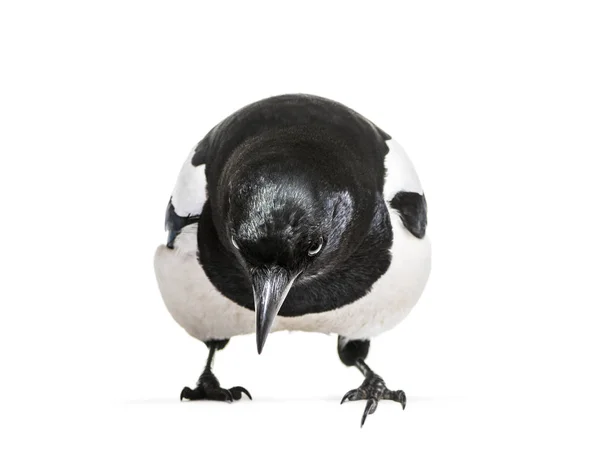 Magpie Comum Pica Pica Frente Fundo Branco — Fotografia de Stock