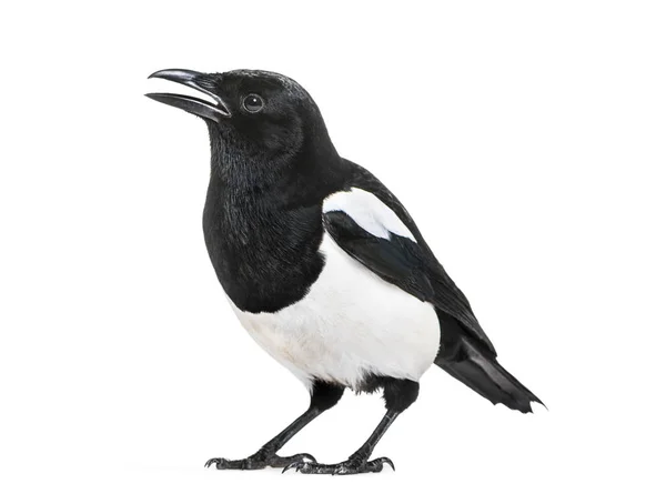 Magpie Comum Pica Pica Frente Fundo Branco — Fotografia de Stock