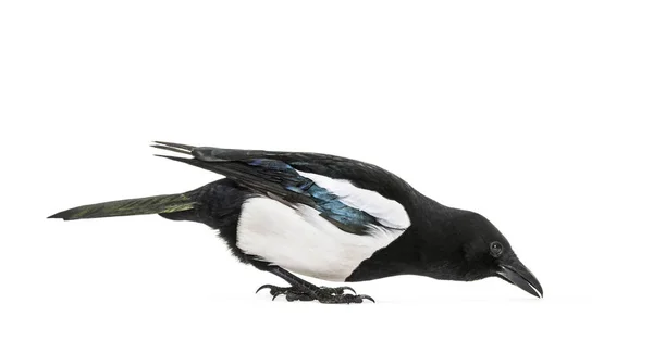 Magpie Comum Pica Pica Frente Fundo Branco — Fotografia de Stock