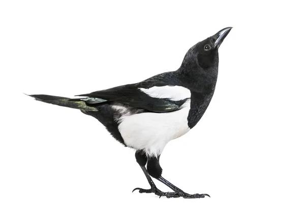 Common Magpie Pica Pica Front White Background — Stock Photo, Image