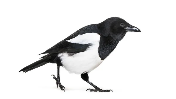 Magpie Comum Pica Pica Frente Fundo Branco — Fotografia de Stock