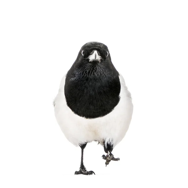 Ortak Magpie Pika Pika Beyaz Arka Plan Önünde — Stok fotoğraf