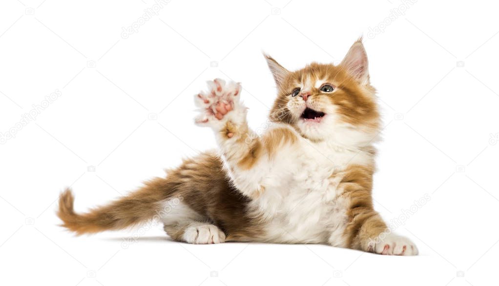 Maine coon kitten, 8 weeks old, reaching out in front of white background
