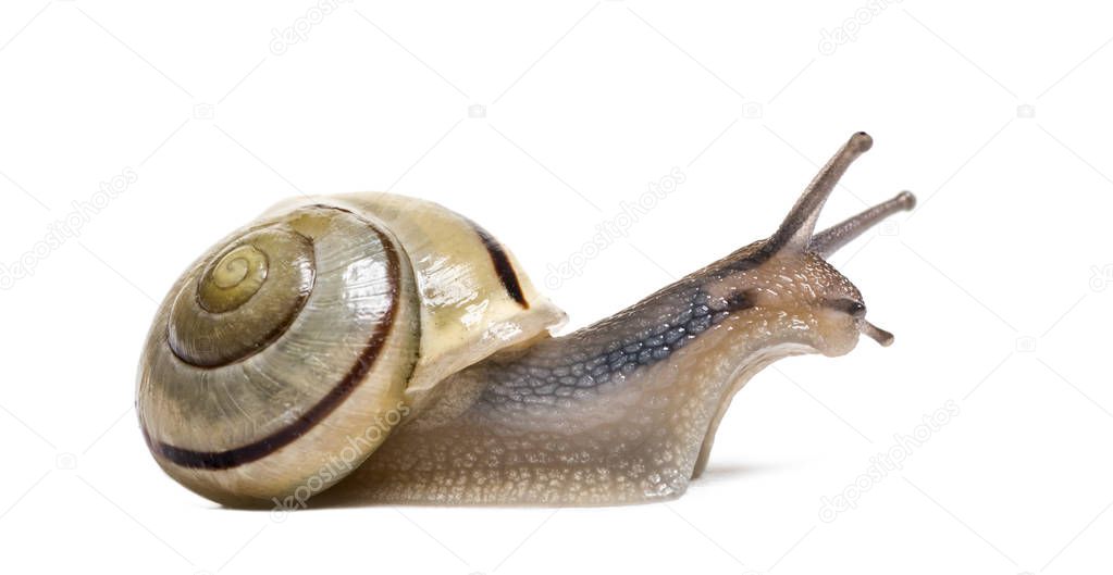 grove snail or brown-lipped snail, Cepaea nemoralis, in front of white background