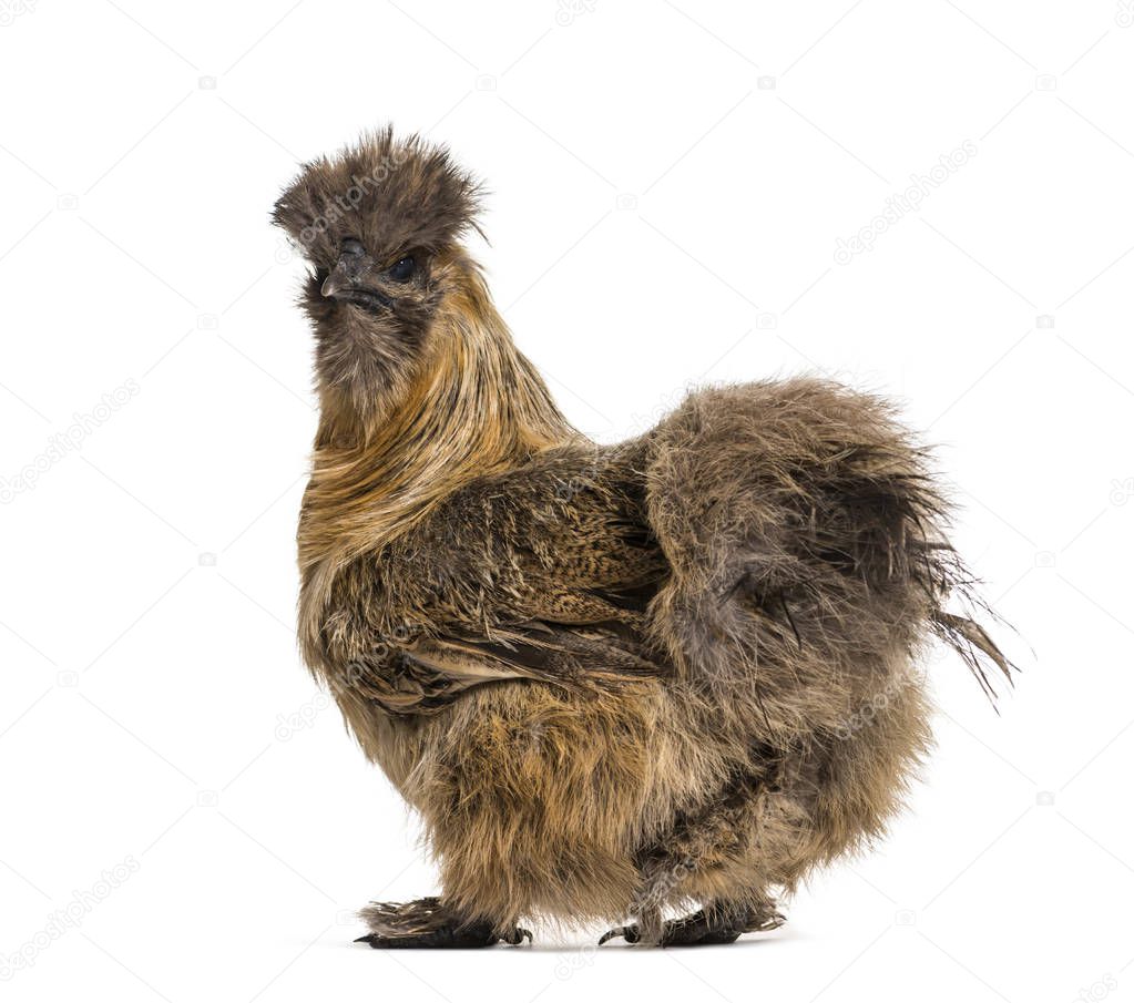 Silkie, sometimes spelled Silky, breed of chicken known for it's fluffy plumage, in front of white background