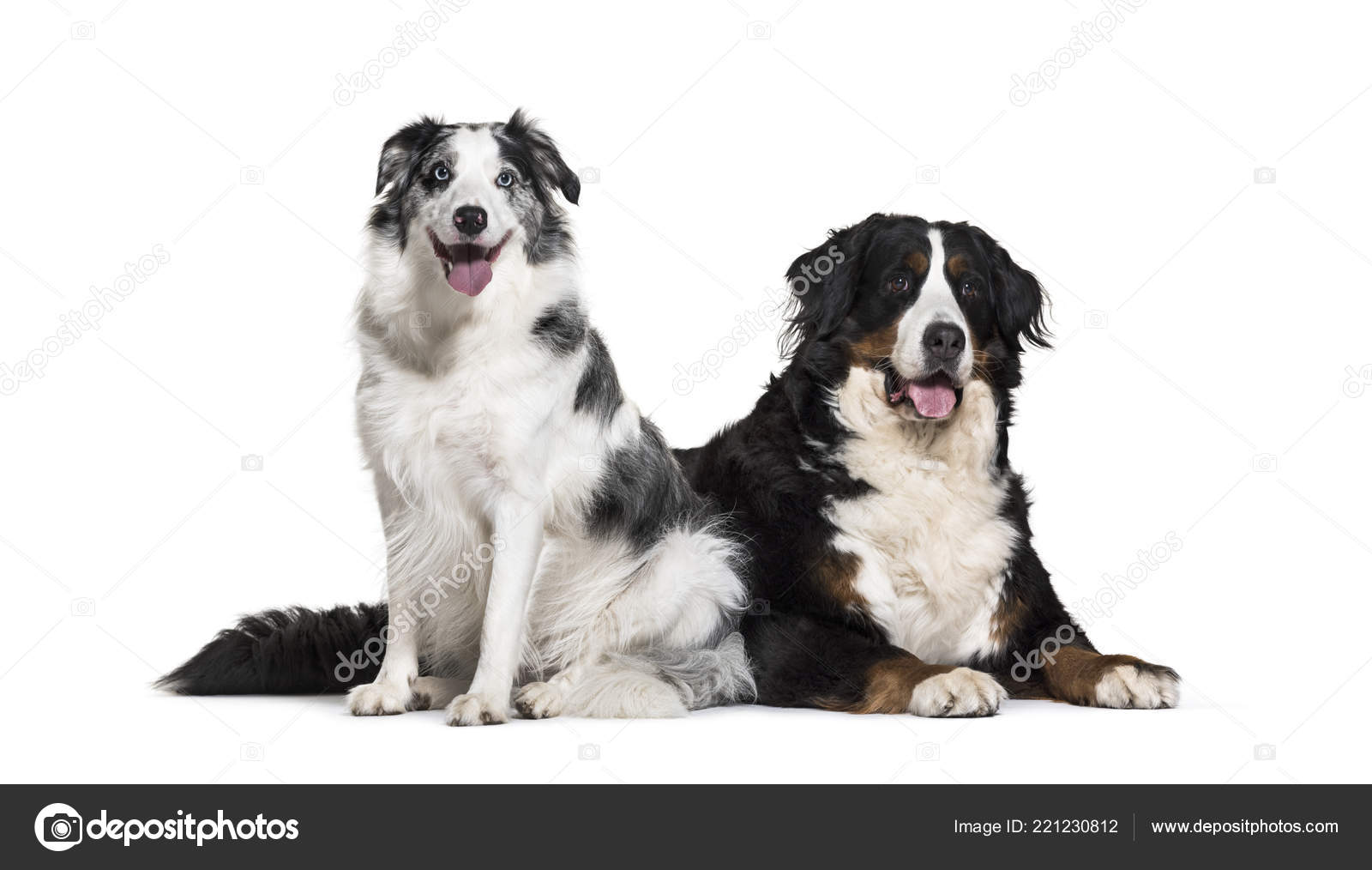 Border Collie Years Old Bernese Mountain Dog Years Old Front Stock