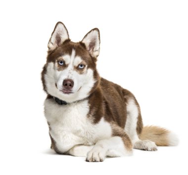 Husky, 2 yaşında beyaz arka plan önünde,