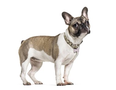 Fransız Bulldog, 6 ay yaşlı, beyaz arka plan önünde