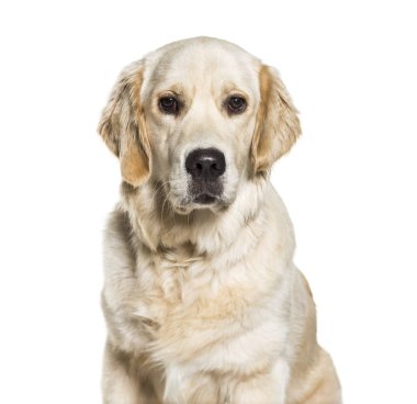 Golden Retriever, 10 aylık beyaz arka plan önünde,
