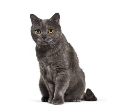 Britanya ile ilgili stenografi, 4 yaşında beyaz arka plan önünde,