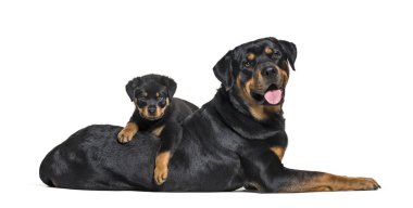 Rottweiler, 18 aylık ve 3 aylık beyaz arka plan önünde,