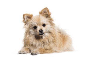 Spitz, 1 yaşında, beyaz arka planda.