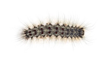 Bir Lymantria dispar, beyaz bir arka plan karşı gypsy moth Caterpillar havai görünümü