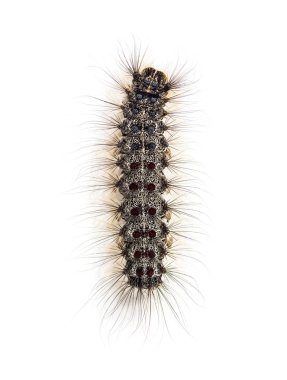 Bir Lymantria dispar, beyaz bir arka plan karşı gypsy moth Caterpillar havai görünümü