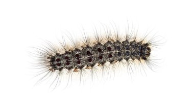 Bir Lymantria dispar, beyaz bir arka plan karşı gypsy moth Caterpillar havai görünümü