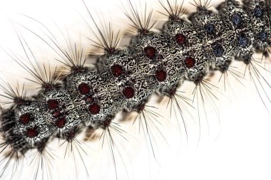 Yükü yakın çekim bir Lymantria dispar, beyaz bir arka plan karşı gypsy moth Caterpillar