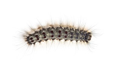 Bir Lymantria dispar, beyaz bir arka plan karşı gypsy moth Caterpillar havai görünümü