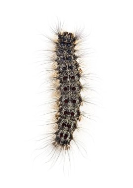 Bir Lymantria dispar, beyaz bir arka plan karşı gypsy moth Caterpillar havai görünümü
