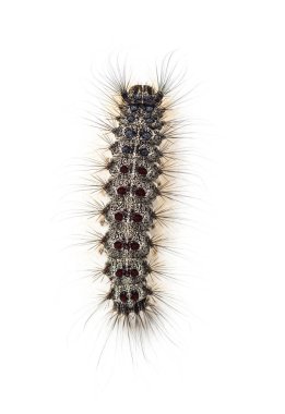 Bir Lymantria dispar, beyaz bir arka plan karşı gypsy moth Caterpillar havai görünümü