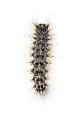 Bir Lymantria dispar, beyaz bir arka plan karşı gypsy moth Caterpillar havai görünümü