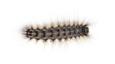 Bir Lymantria dispar, beyaz bir arka plan karşı gypsy moth Caterpillar havai görünümü