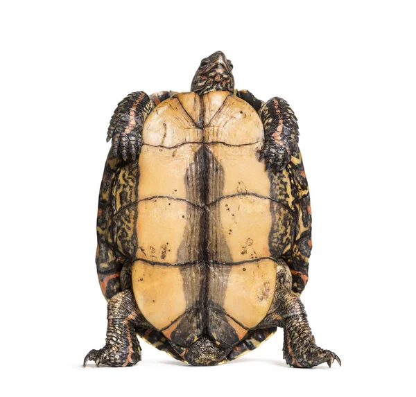 Plastron Ornate Painted Wood Turtle Rhinoclemmys Pulcherrima Front White Background — Stock Photo, Image