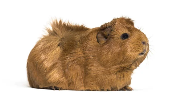 Guinea Pig Months Old Front White Background — Stock Photo, Image