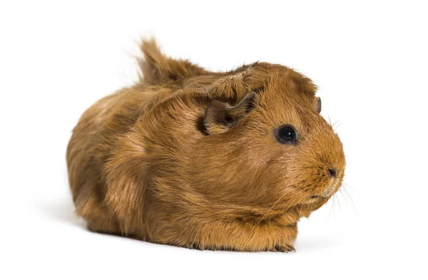 Guinea Pig Months Old Front White Background — Stock Photo, Image