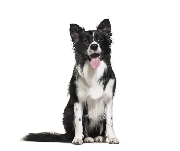 Border Collie Years Old Front White Background — Stock Photo, Image
