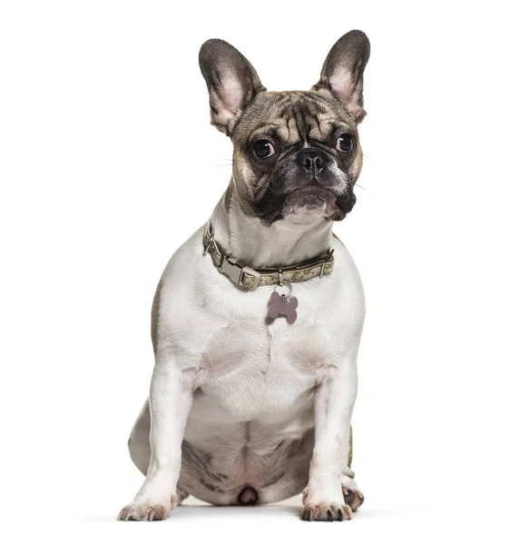 French Bulldog Months Old Front White Background — Stock Photo, Image