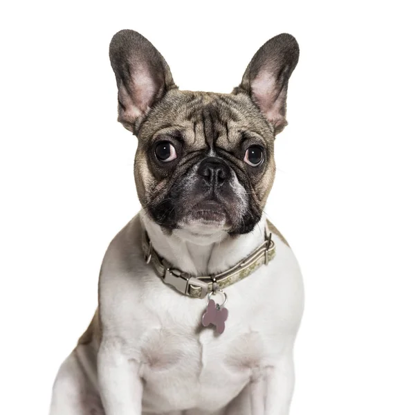 French Bulldog Months Old Front White Background — Stock Photo, Image