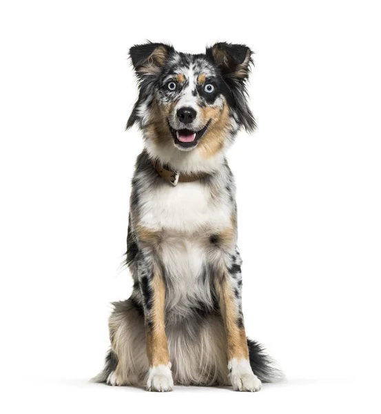 Australian Shepherd Ano Frente Fundo Branco — Fotografia de Stock