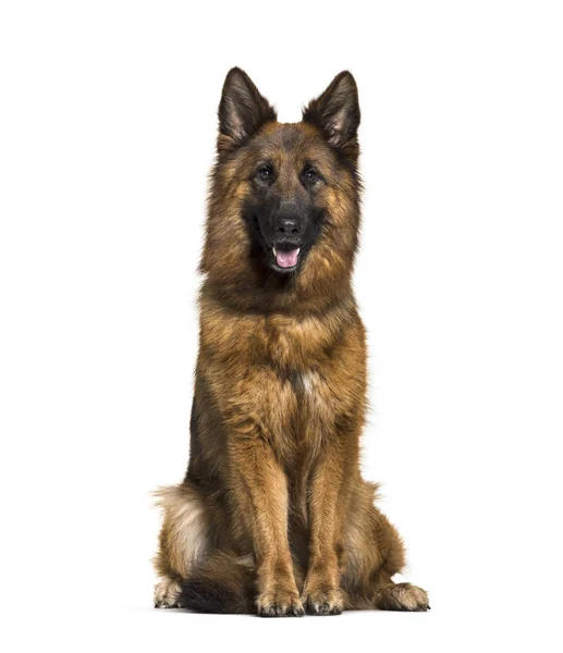 German Shepherd Years Old Front White Background — Stock Photo, Image