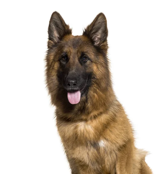German Shepherd Years Old Front White Background — Stock Photo, Image