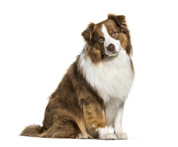 Australian Shepherd Años Delante Fondo Blanco — Foto de Stock