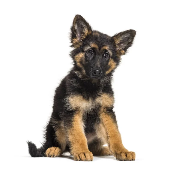 German Shepherd Months Old Front White Background — Stock Photo, Image