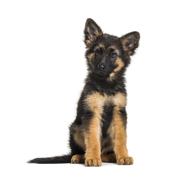 Duitse Herder Maanden Oud Voor Witte Achtergrond — Stockfoto