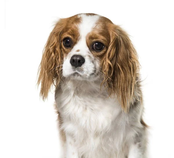 Cavalier King Charles Spaniel Years Old Front White Background — Stock Photo, Image