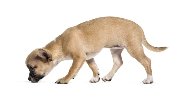 Karışık Breed Köpek Aylık Beyaz Arka Plan Önünde — Stok fotoğraf
