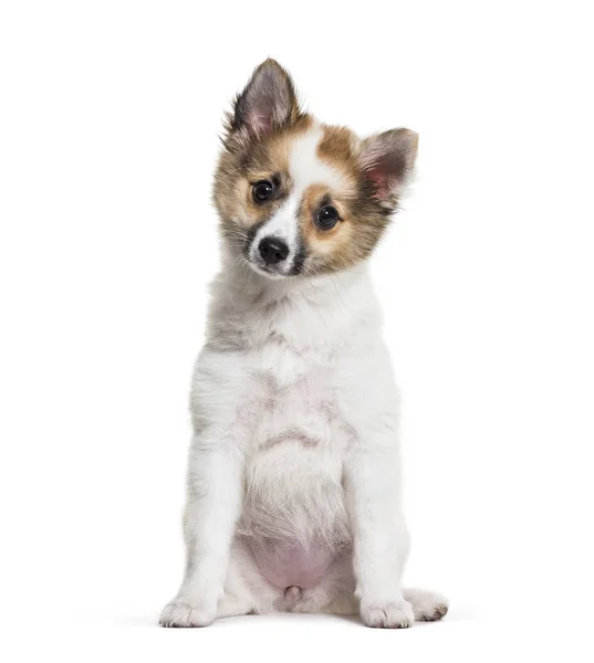 Pomsky Maanden Oud Zit Witte Achtergrond — Stockfoto