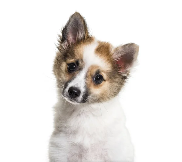 Pomsky Months Old Front White Background — Stock Photo, Image