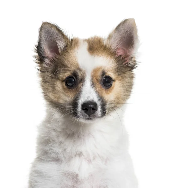 Pomsky Månader Gammal Framför Vit Bakgrund — Stockfoto