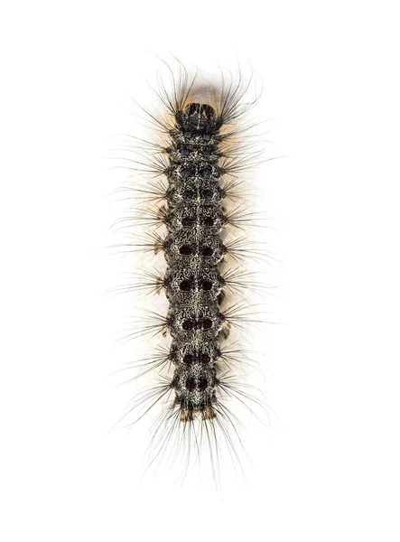 Overhead View Caterpillar Lymantria Dispar Gypsy Moth White Background — Stock Photo, Image