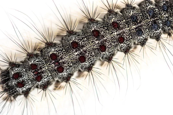 Накладные Расходы Крупным Планом Caterpillar Lymantria Dispar Цыганский Мотылек Белом — стоковое фото