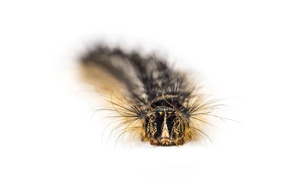 Front View Caterpillar Lymantria Dispar Gypsy Moth White Background — Stock Photo, Image