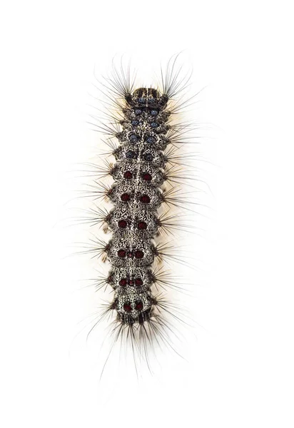 Översiktsbild Larv Lymantria Dispar Gypsy Moth Mot Vit Bakgrund — Stockfoto