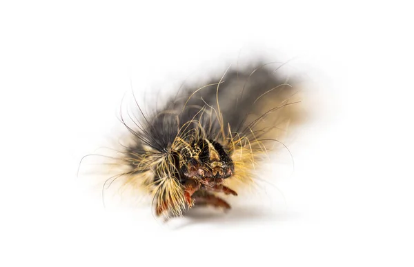 Вид Спереди Caterpillar Lymantria Dispar Fasy Moth White Foundation — стоковое фото