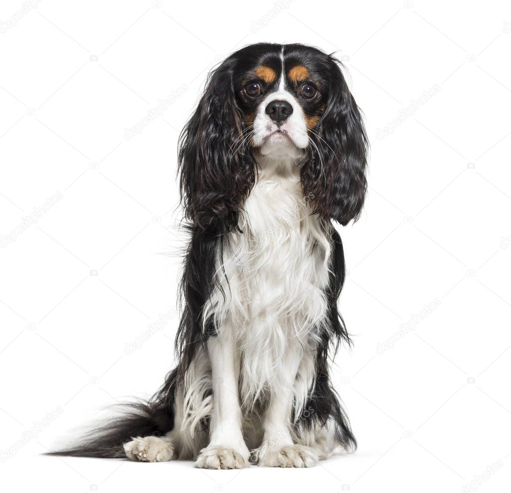 Cavalier King Charles Spaniel, 2 years old, in front of white background