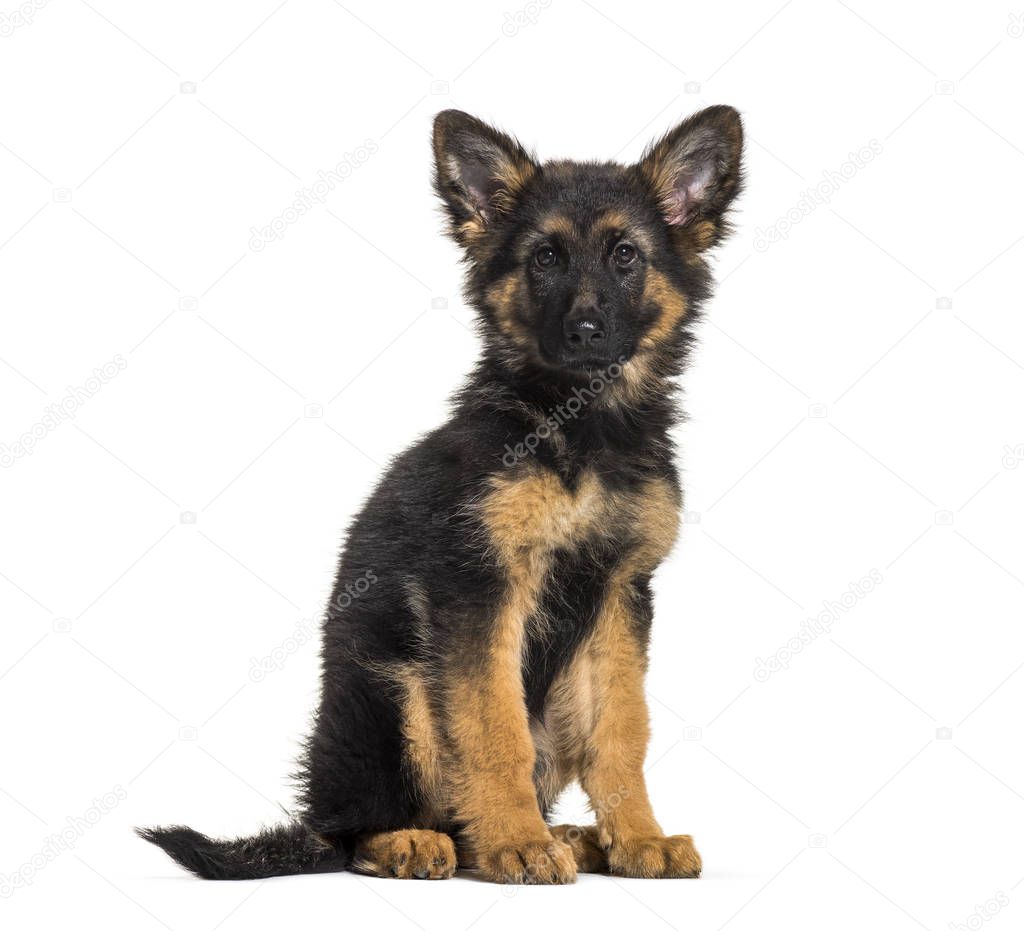 German Shepherd, 3 months old, in front of white background