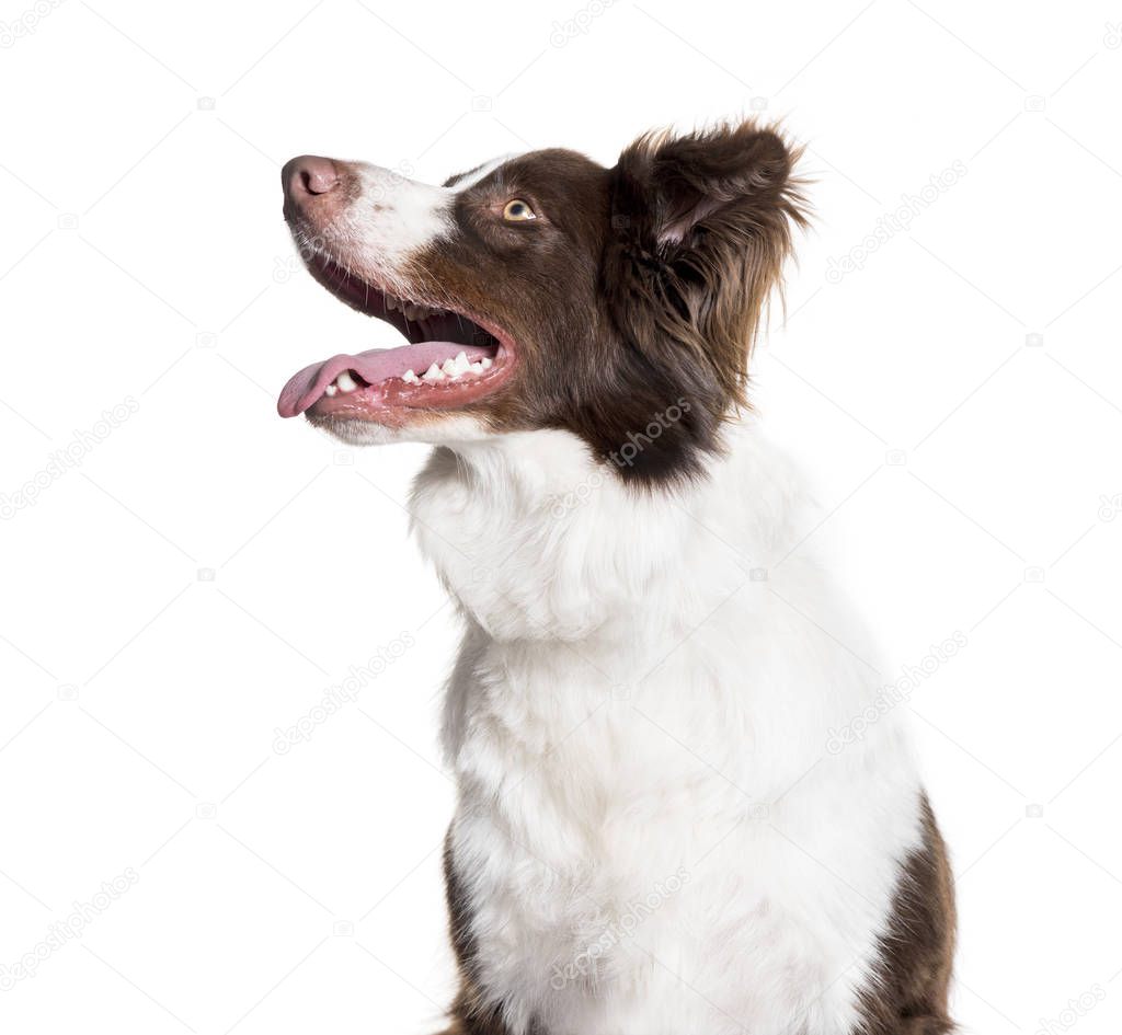 Border Collie, 1 year old, panting, in front of white background